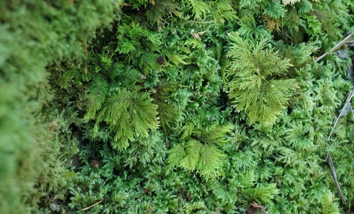 Fern moss